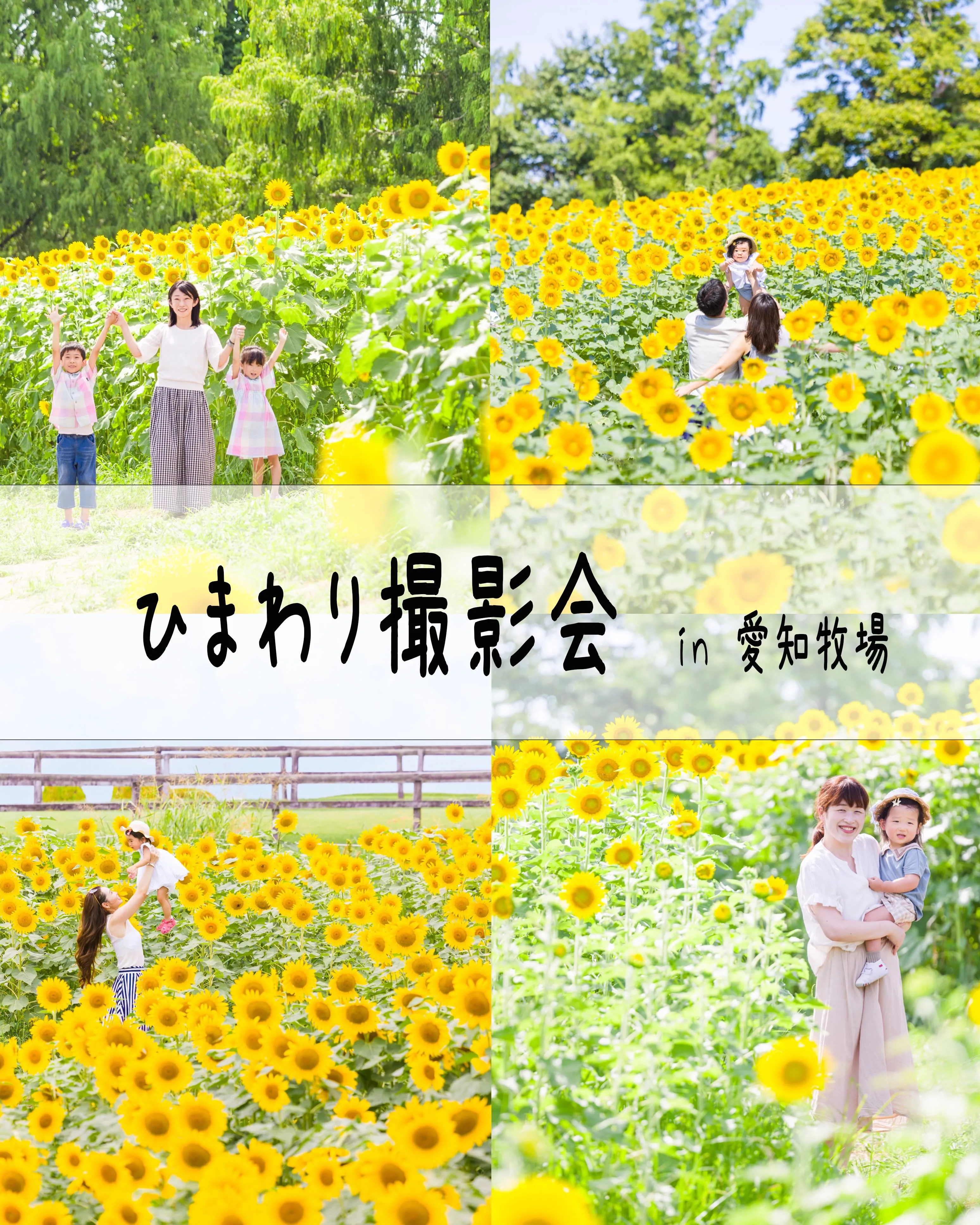 【ひまわり撮影会開催します🌻】